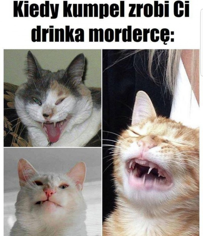 Котенок чихает