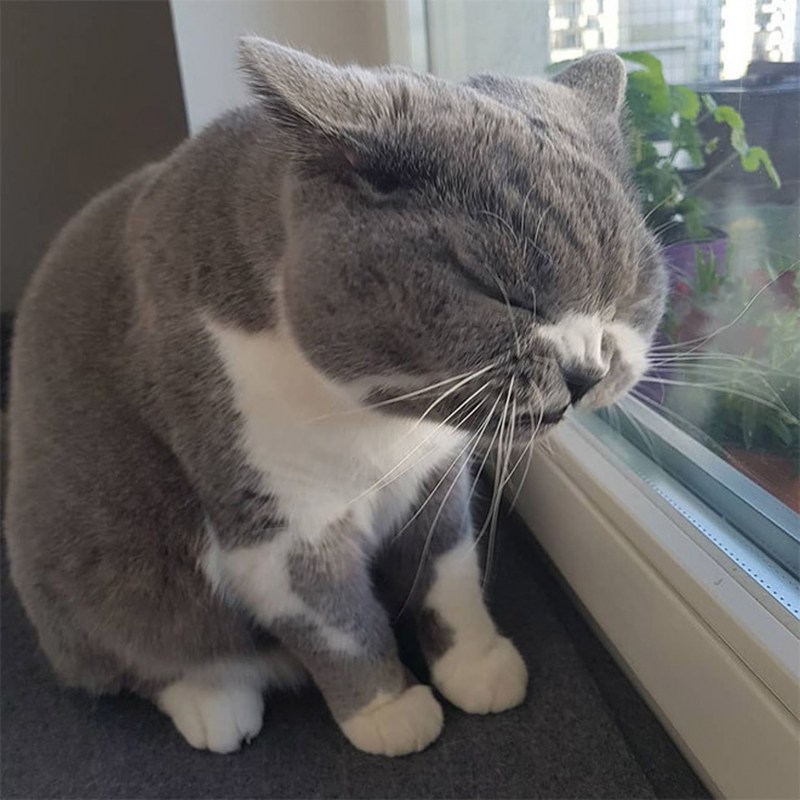 Фе котик