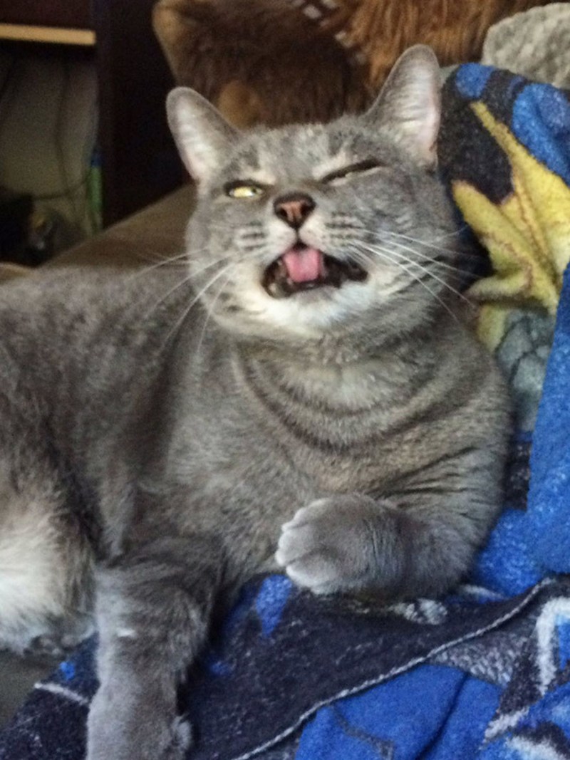 Котенок чихает
