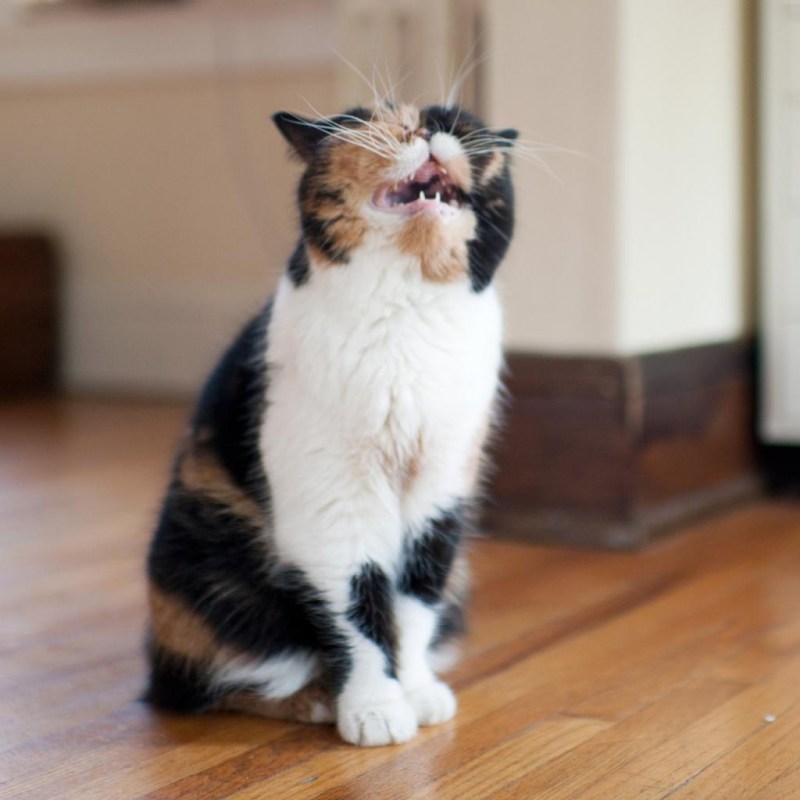 Чихающие коты