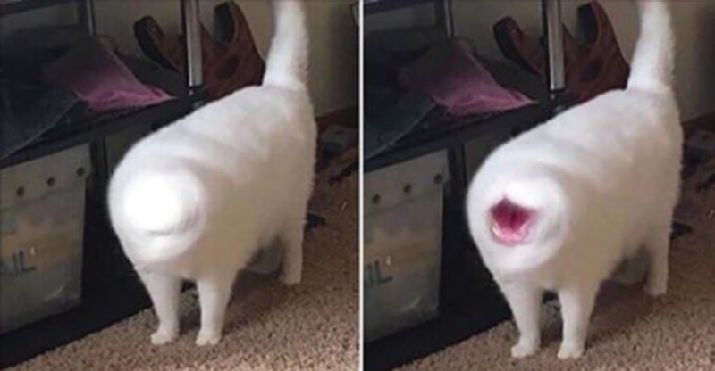 Котенок заболел