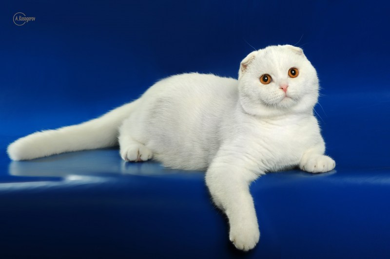 Шотландская вислоухая кошка белая
