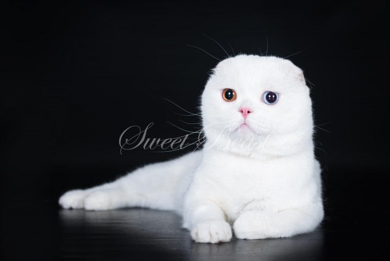 Шотландская вислоухая кошка белая