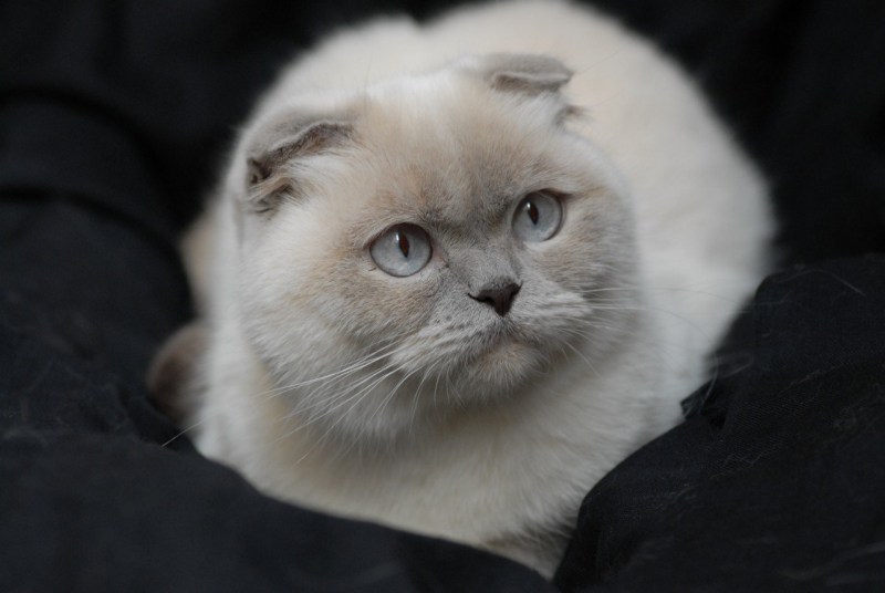Шотландская вислоухая кошка белая