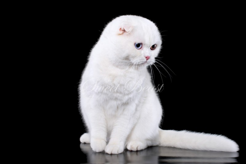Скоттиш фолд кот белый