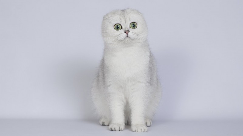 Шотландская вислоухая кошка