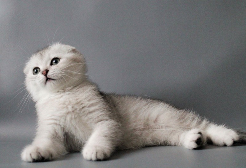 Белые Шотландские котята