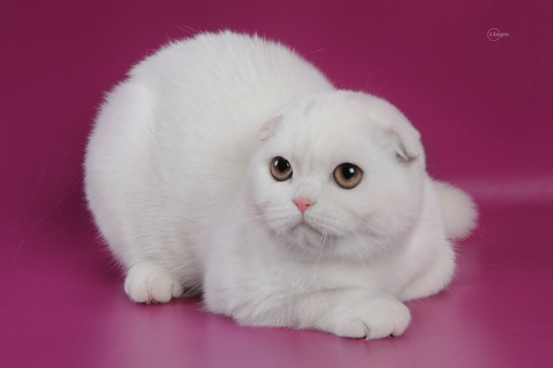 Шотландская вислоухая кошка белая