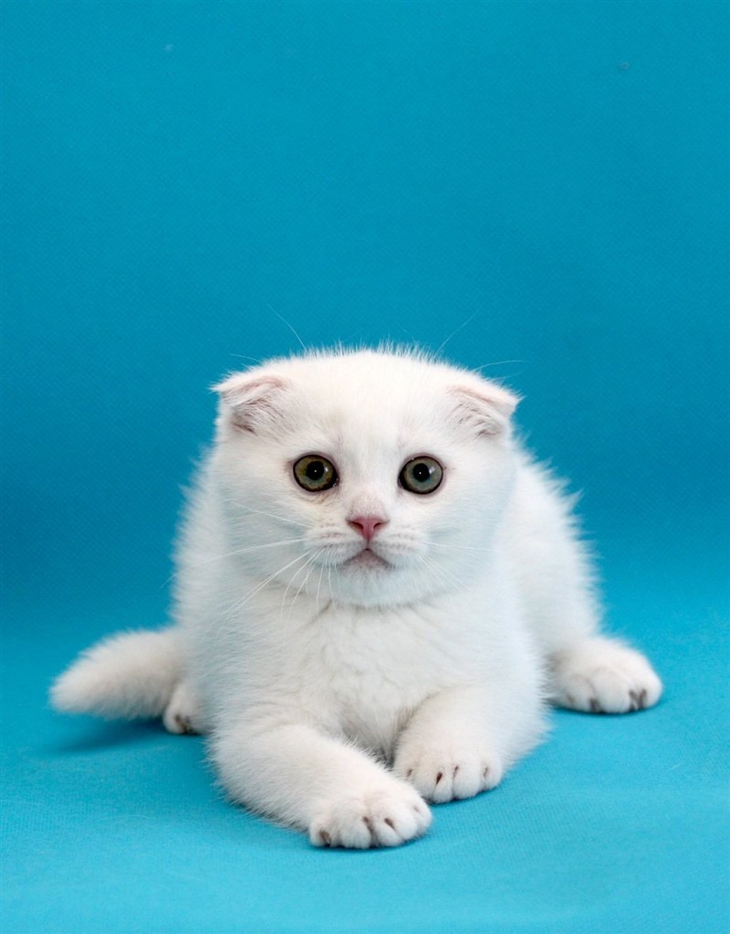Шотландский вислоухий кот белый