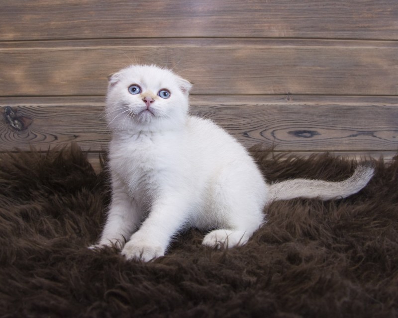Шотландский вислоухий кот Самара