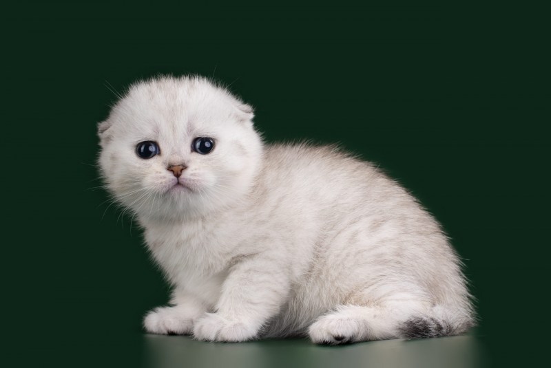 Шотландская вислоухая кошка