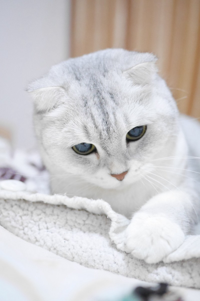 Шотландская вислоухая кошка