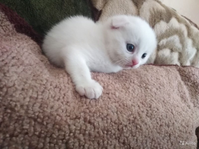 Британская кошка вислоухая белая