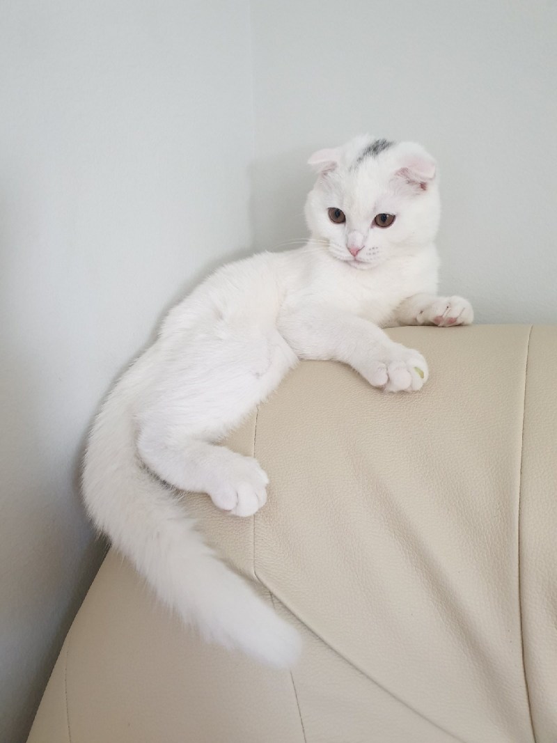 Скоттиш-фолд Шотландская вислоухая кошка белый