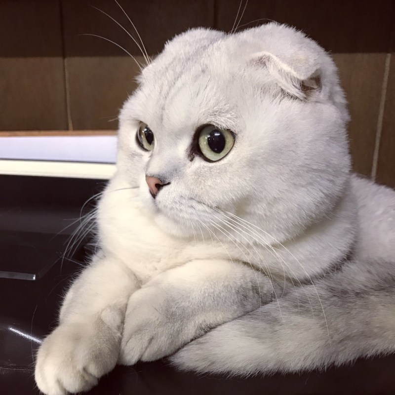 Манчкин котёнок вислоухий белый