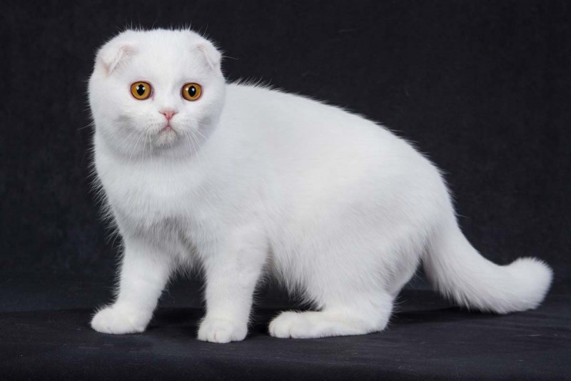 Шотландская вислоухая кошка белая
