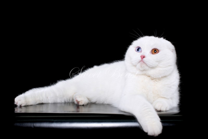 Скоттиш-фолд Шотландская вислоухая кошка белый