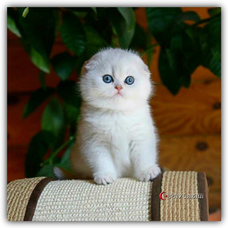 Домашняя кошка вислоухая белая