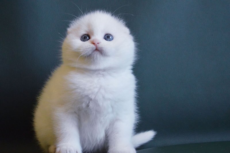 Британский вислоухий котенок белый