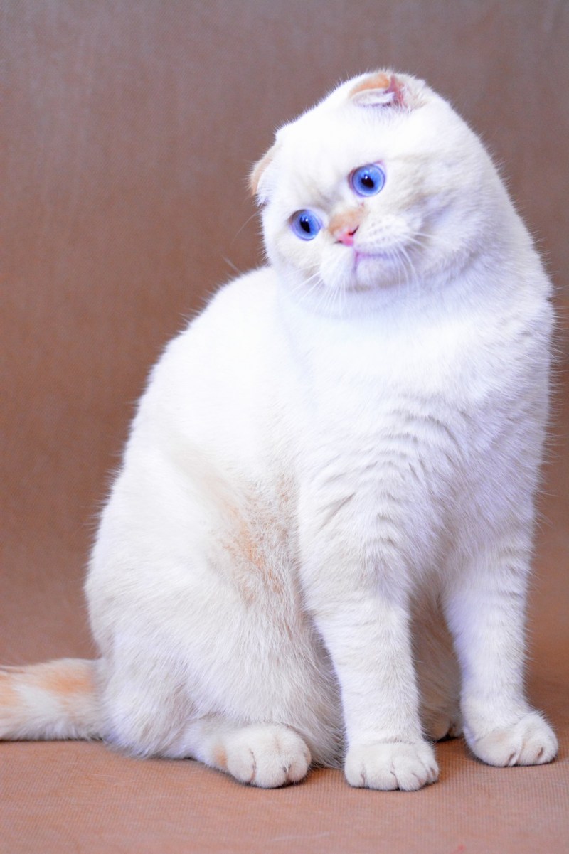 Шотландский вислоухий кот белый