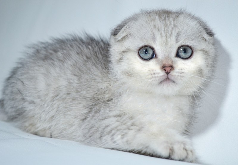 Кошка шиншилла Британская вислоухая