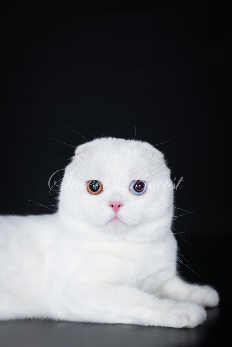 Скоттиш фолд белый