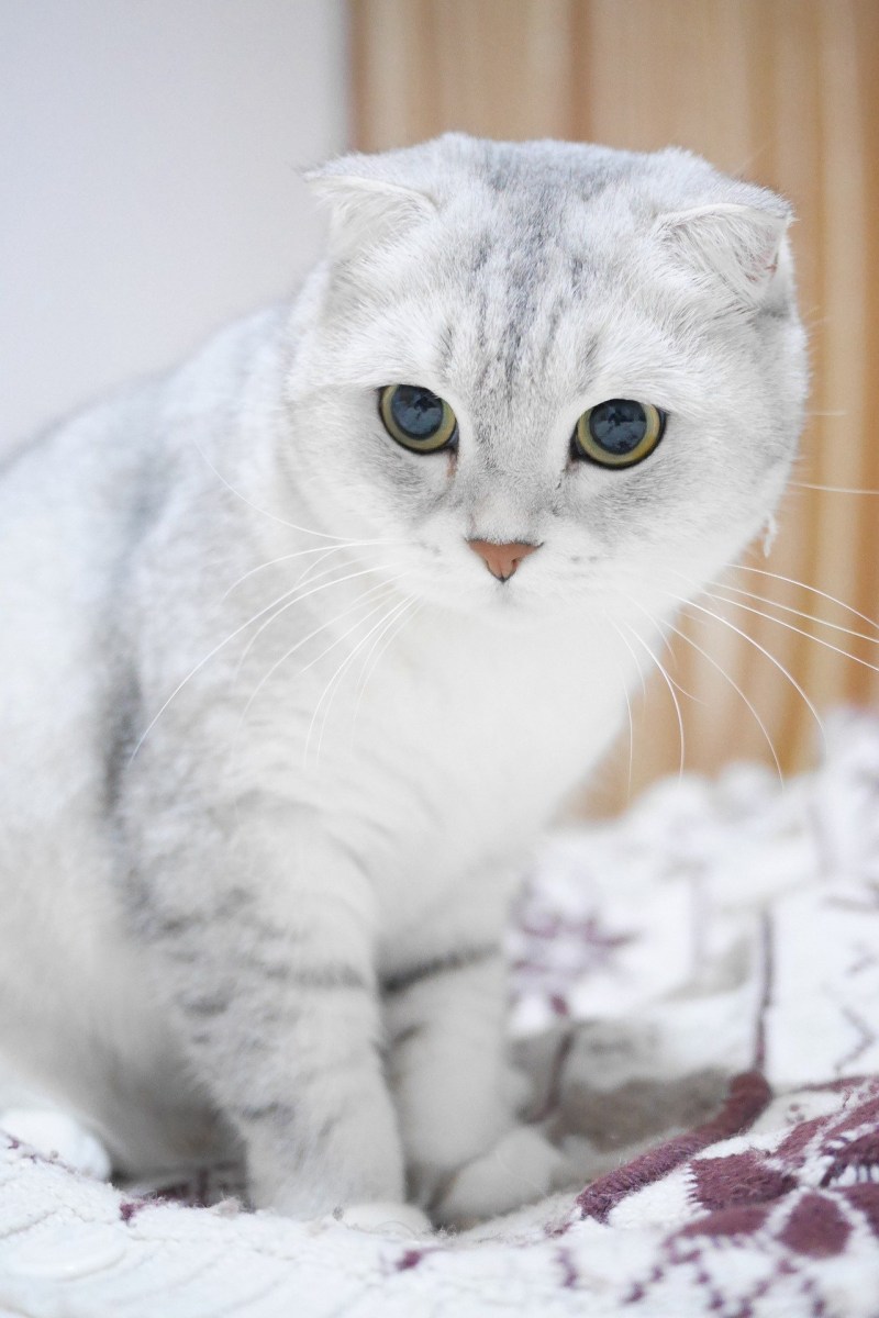 Шотландская вислоухая кошка фолд