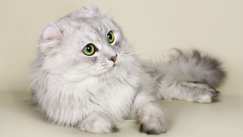 Кошка американский керл