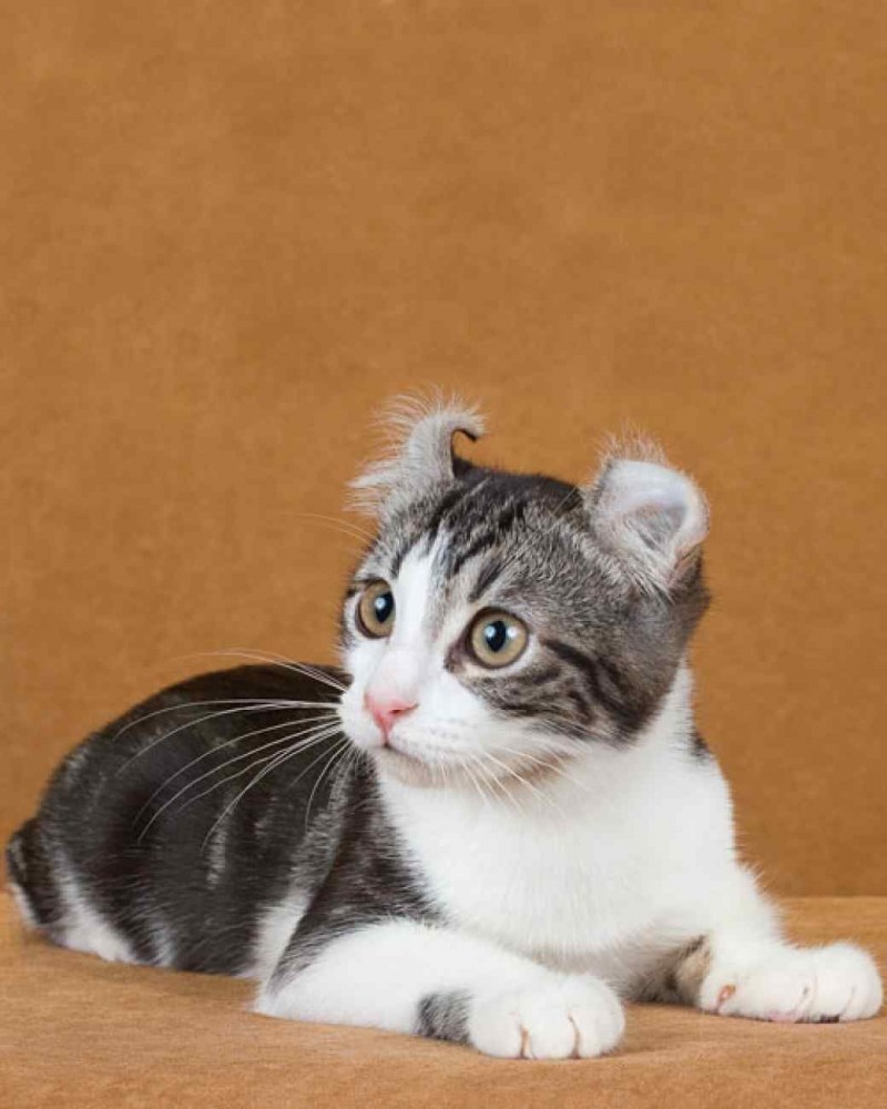 Американский кёрл короткошёрстный