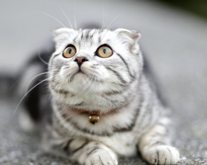 Шотландская вислоухая кошка полосатая