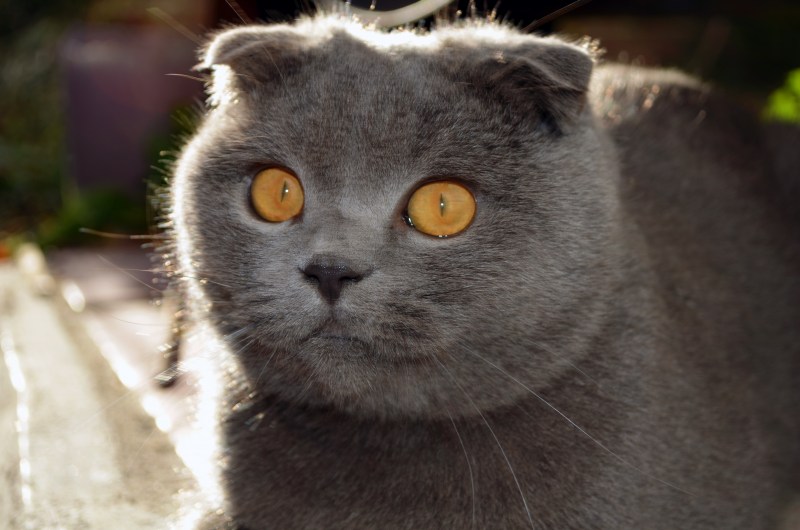 Злой шотландский вислоухий кот