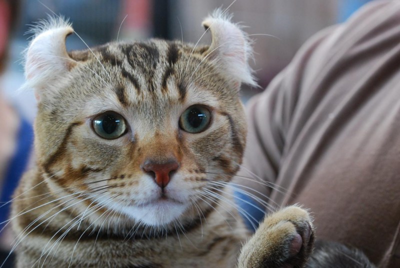 Американский кёрл кошка короткошерстная