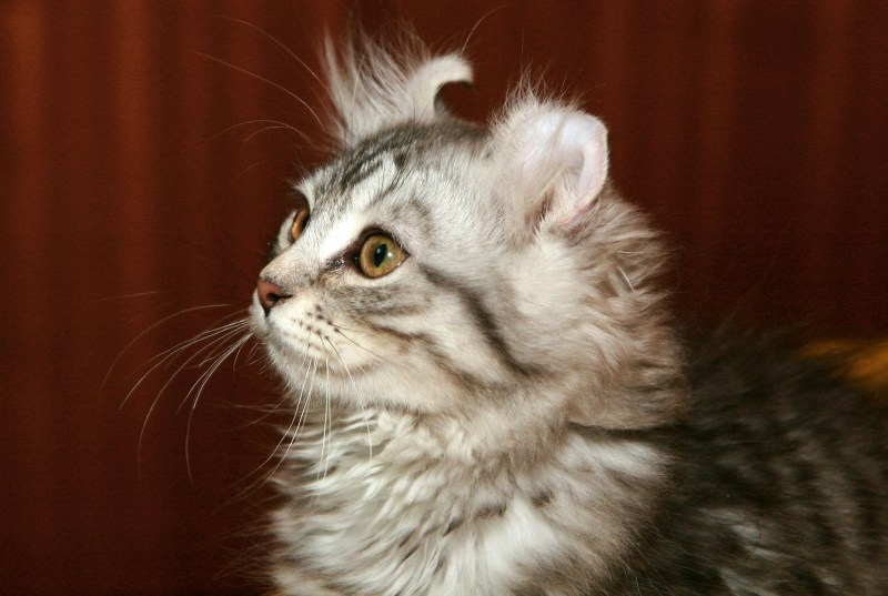 Американский кёрл кошка