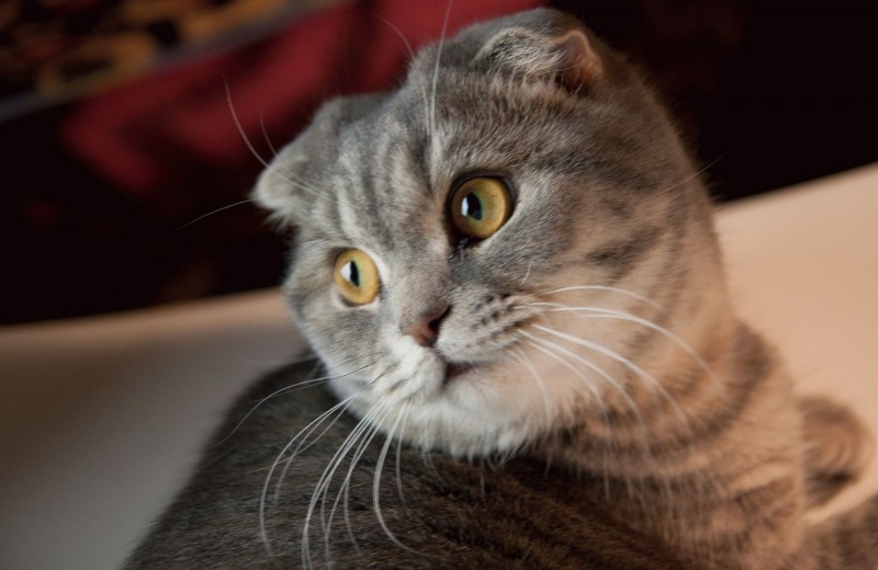 Скоттиш фолд уши