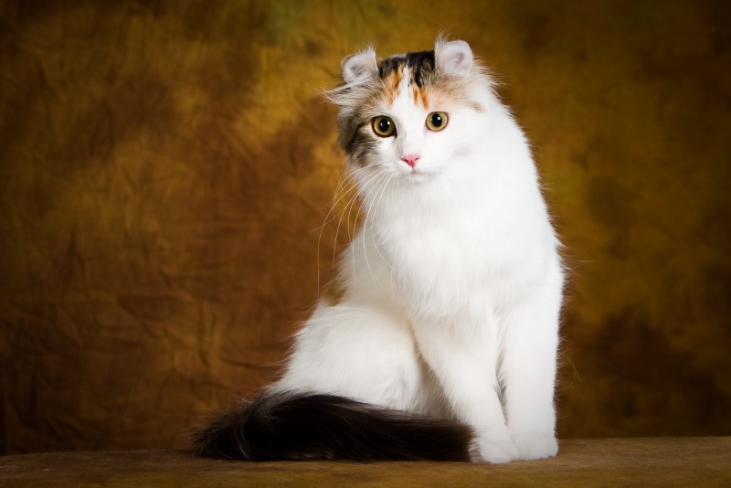 Американский кёрл короткошёрстный