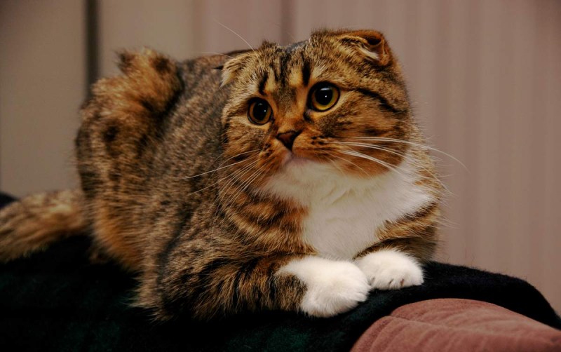 Скоттиш-фолд Шотландская с ушами кошка