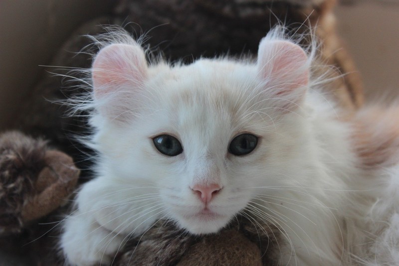 Кот американский керл