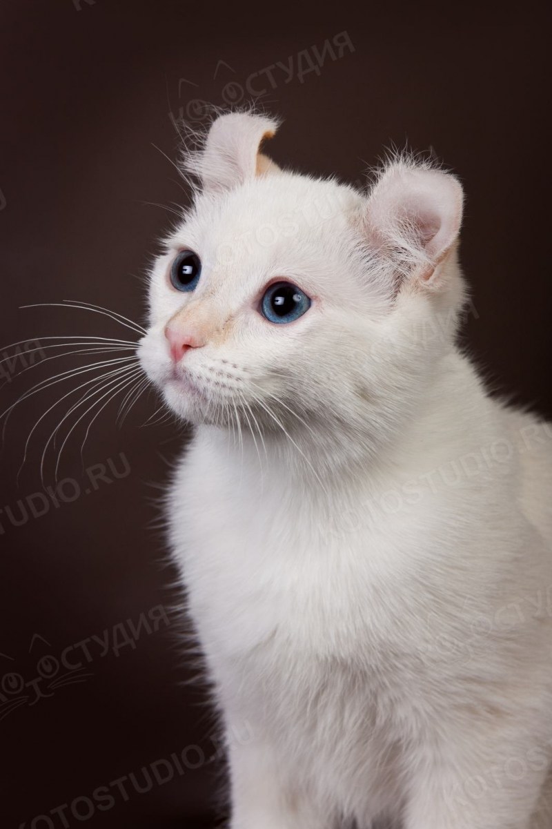 Американский керл