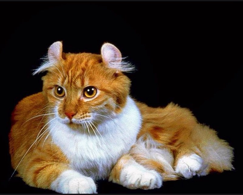 Кошки породы американский кёрл