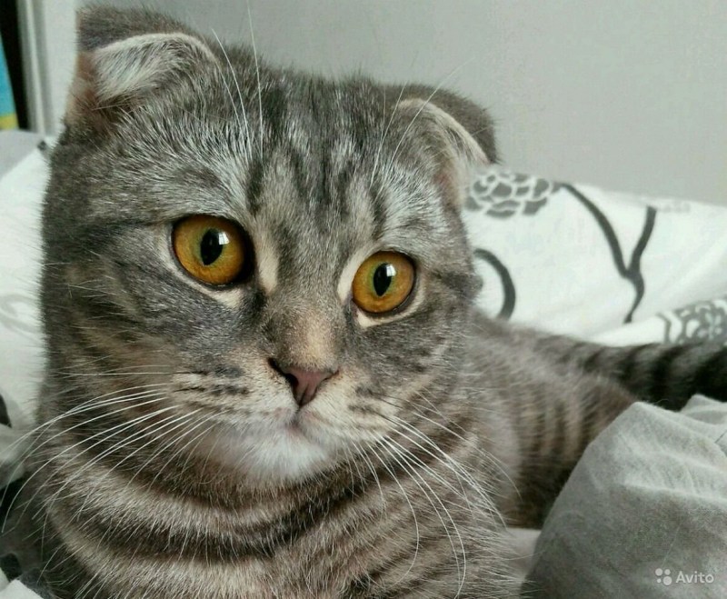 Шотландская вислоухая кошка полосатая серая