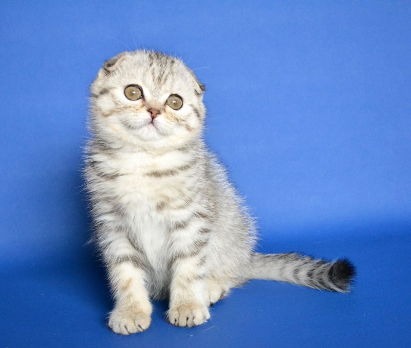 Вислоухий кот скоттиш фолд