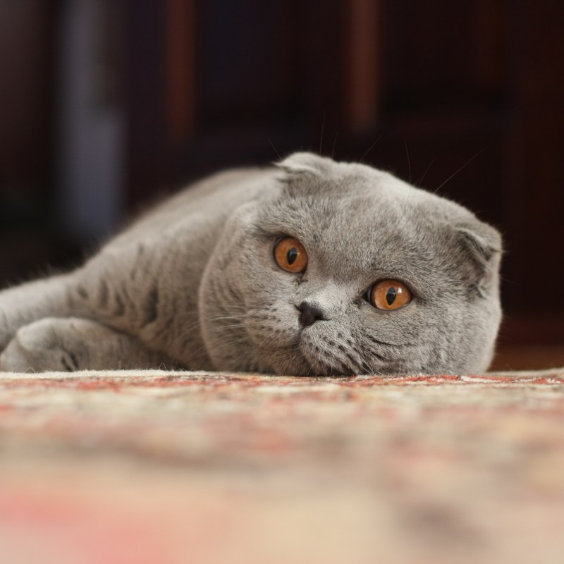 Шотландская вислоухая кошка