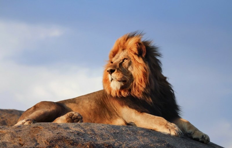 Panthera Leo Leo