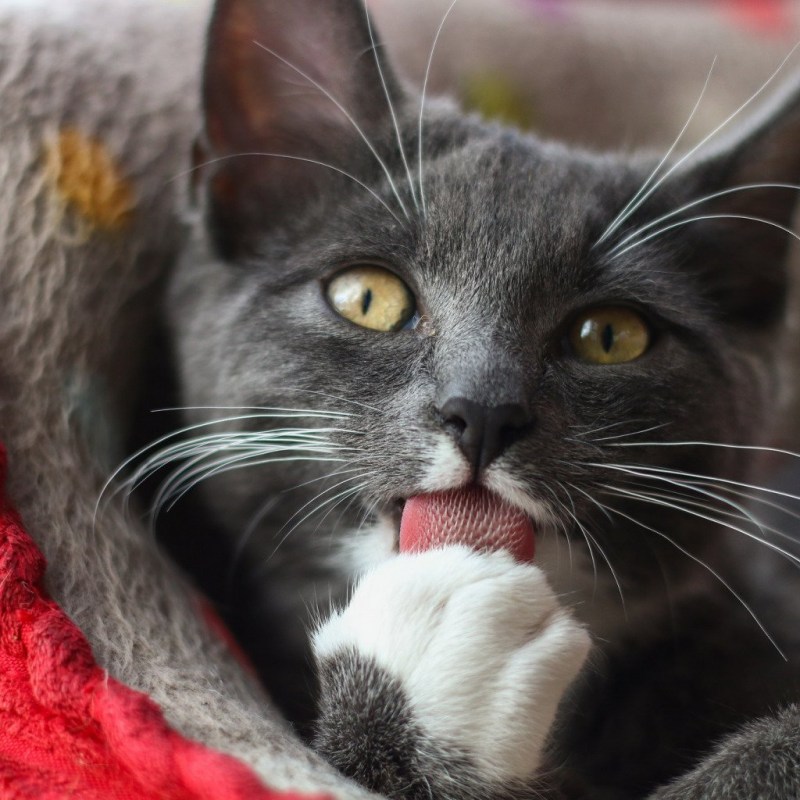 Кошка нюхает