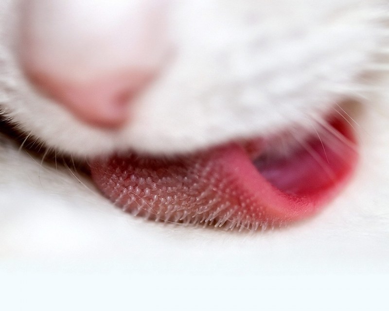 Котенок с языком