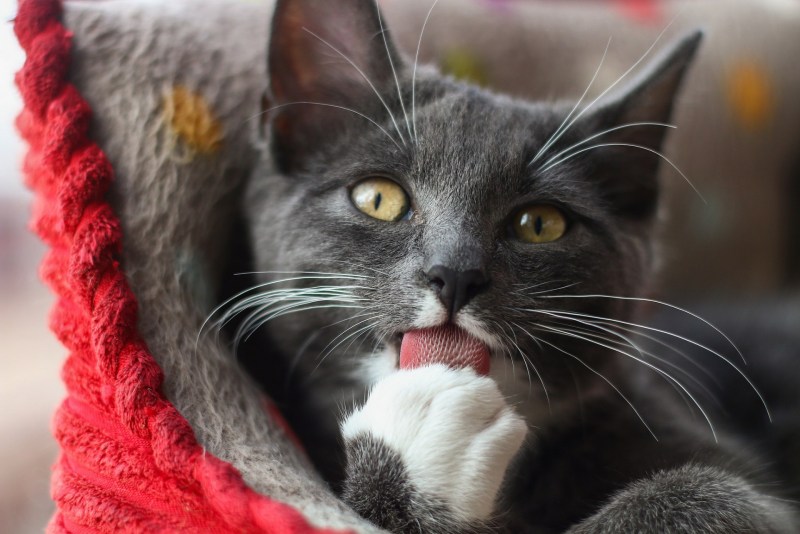 Кошачий носик