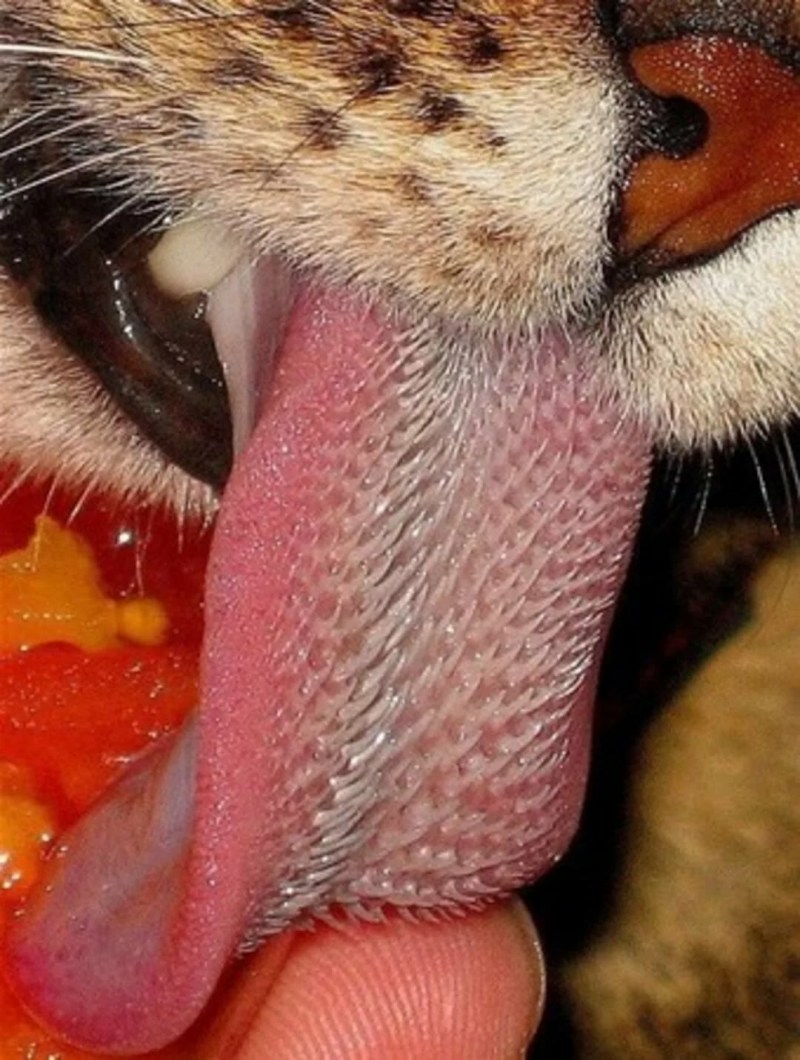 Кошка с язычком