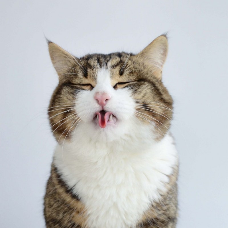 Кошка с высунутым языком