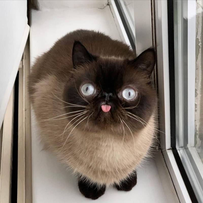 Удивленный кот