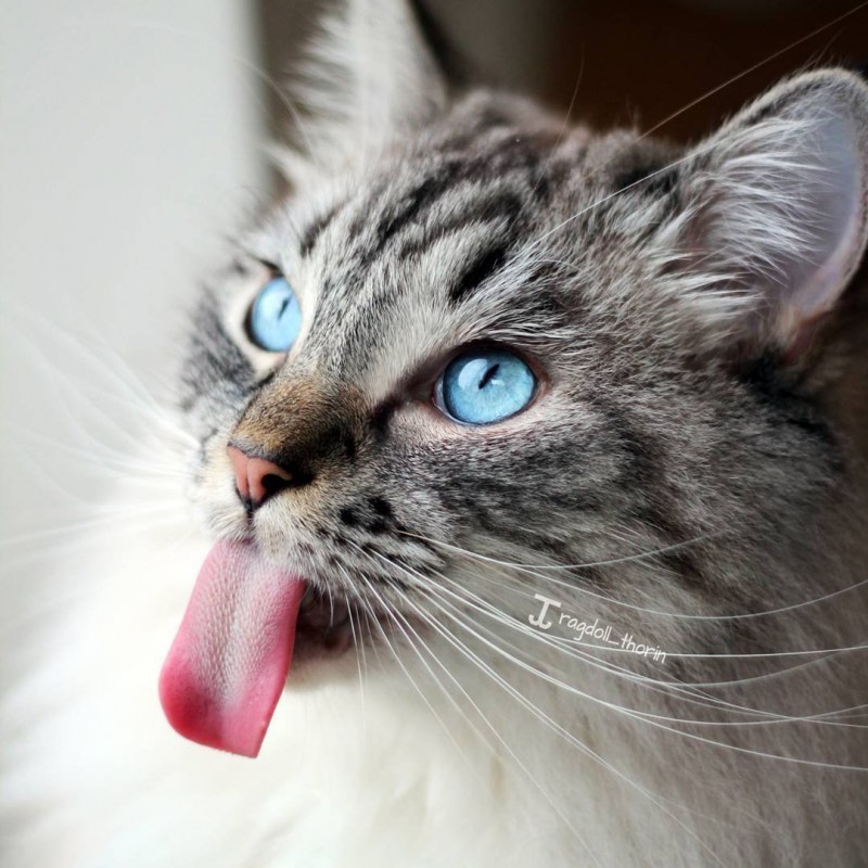 Кошка с высунутым языком